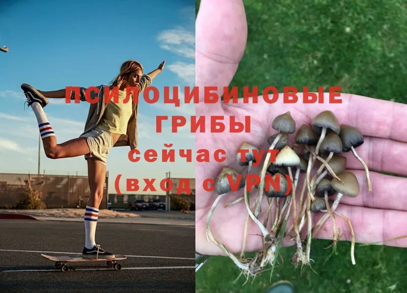 Псилоцибиновые грибы Psilocybe  продажа наркотиков  Нижнекамск 